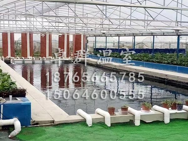 河北蘭考魚菜共生